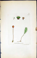Antique Print Schistostega Pennata British Plants Botany 1847 Sowerby Smith