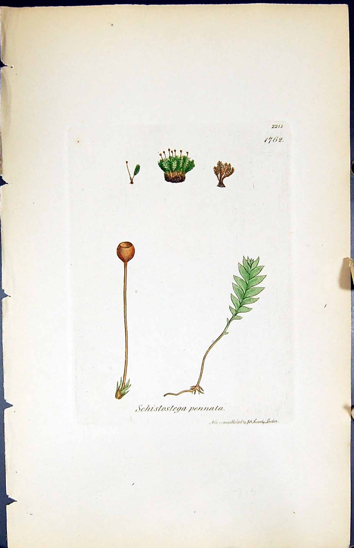 Antique Print Schistostega Pennata British Plants Botany 1847 Sowerby Smith