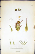 Old Gymnostomum Csespititium British Plants Botany 1847 Sowerby Smith Victorian