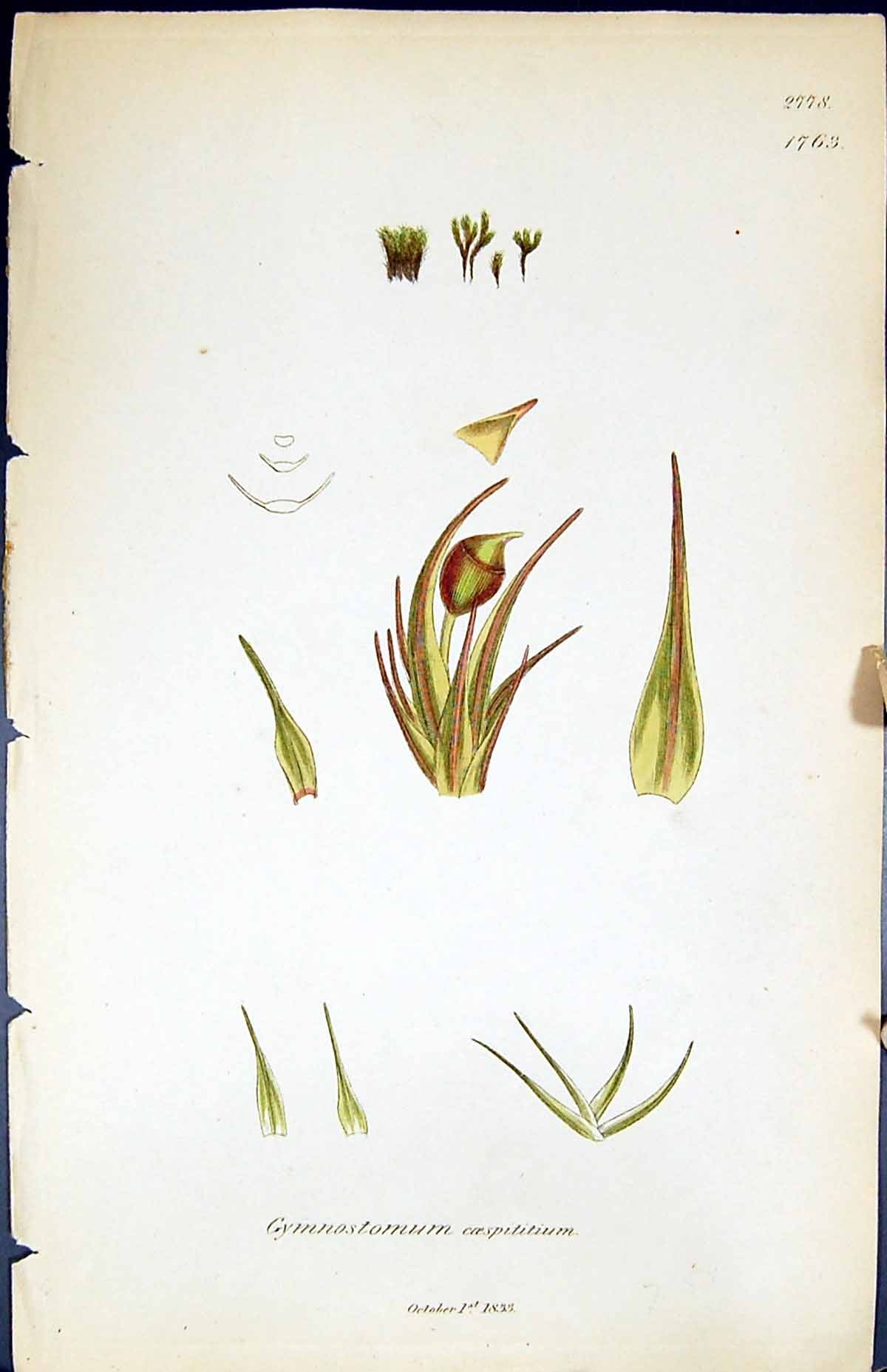 Old Gymnostomum Csespititium British Plants Botany 1847 Sowerby Smith Victorian