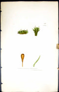Old Print Gymnostomum Lapponicum British Plants Botany 1847 Sowerby Smith 19th