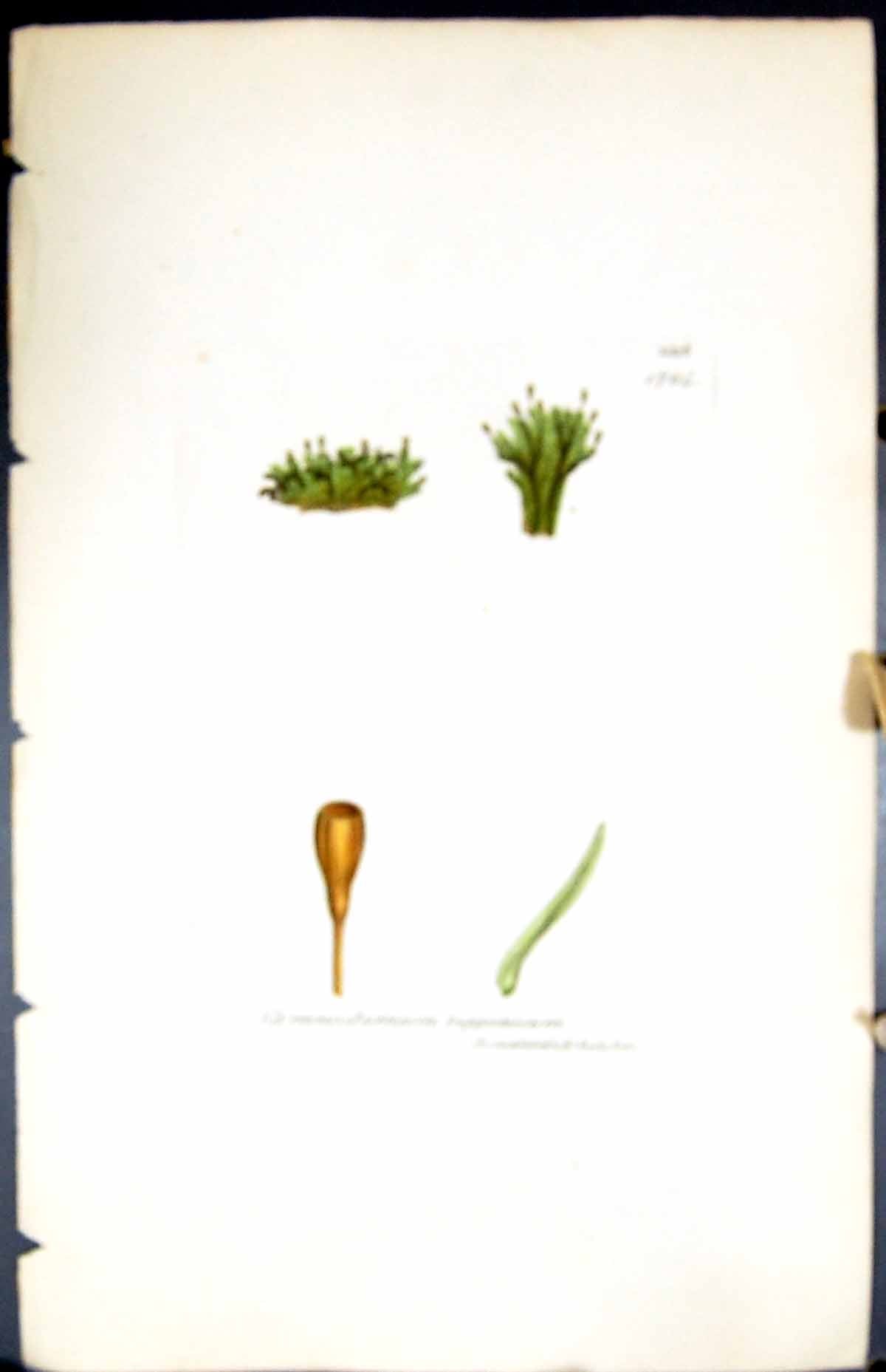 Old Print Gymnostomum Lapponicum British Plants Botany 1847 Sowerby Smith 19th