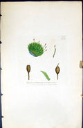 Old Gymnostomum Viridissimum British Plants Botany 1847 Sowerby Smith Victorian
