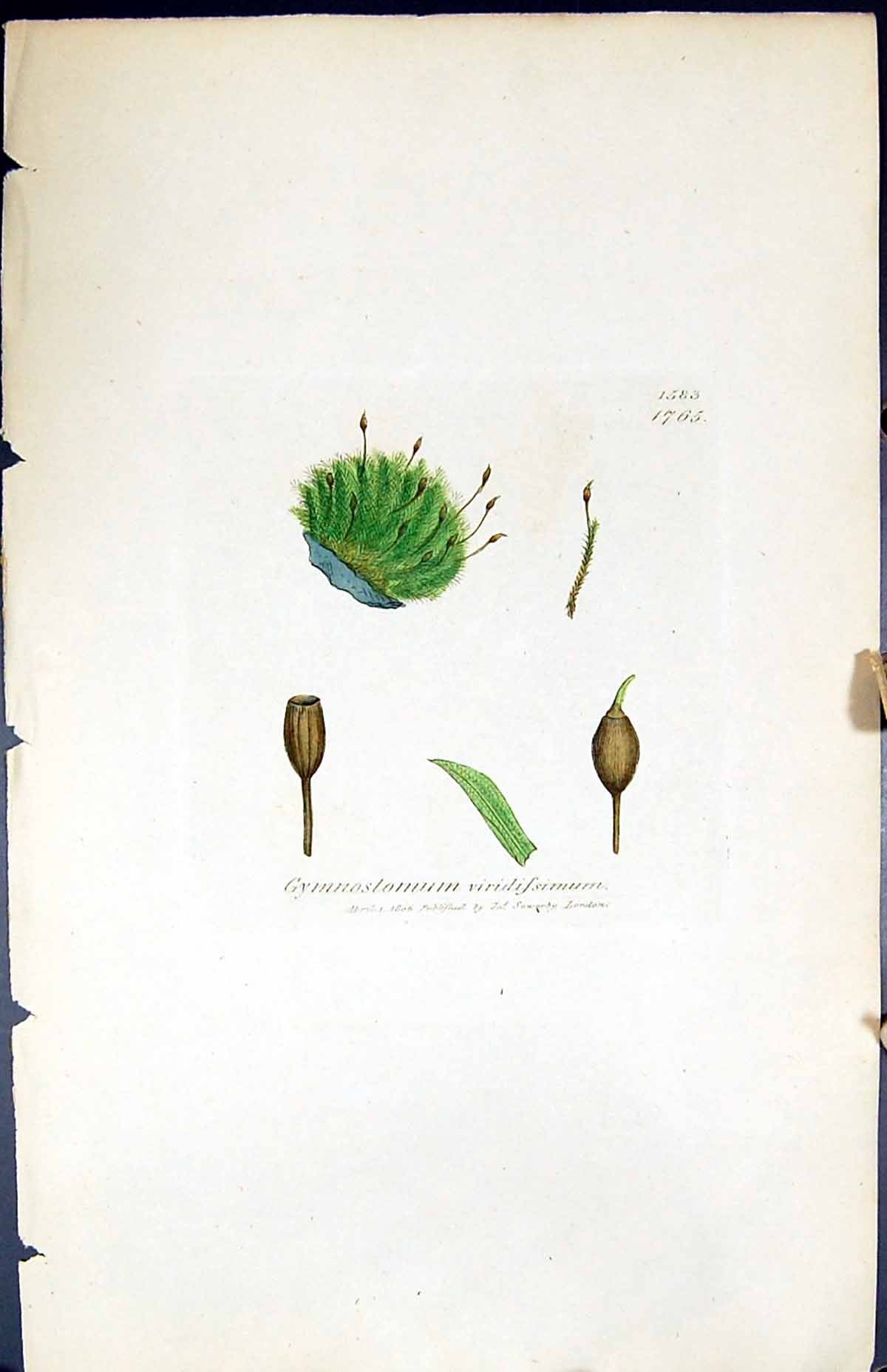 Old Gymnostomum Viridissimum British Plants Botany 1847 Sowerby Smith Victorian