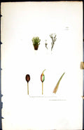 Old Gymnostomum Curvirostrum British Plants Botany 1847 Sowerby Smith Victorian