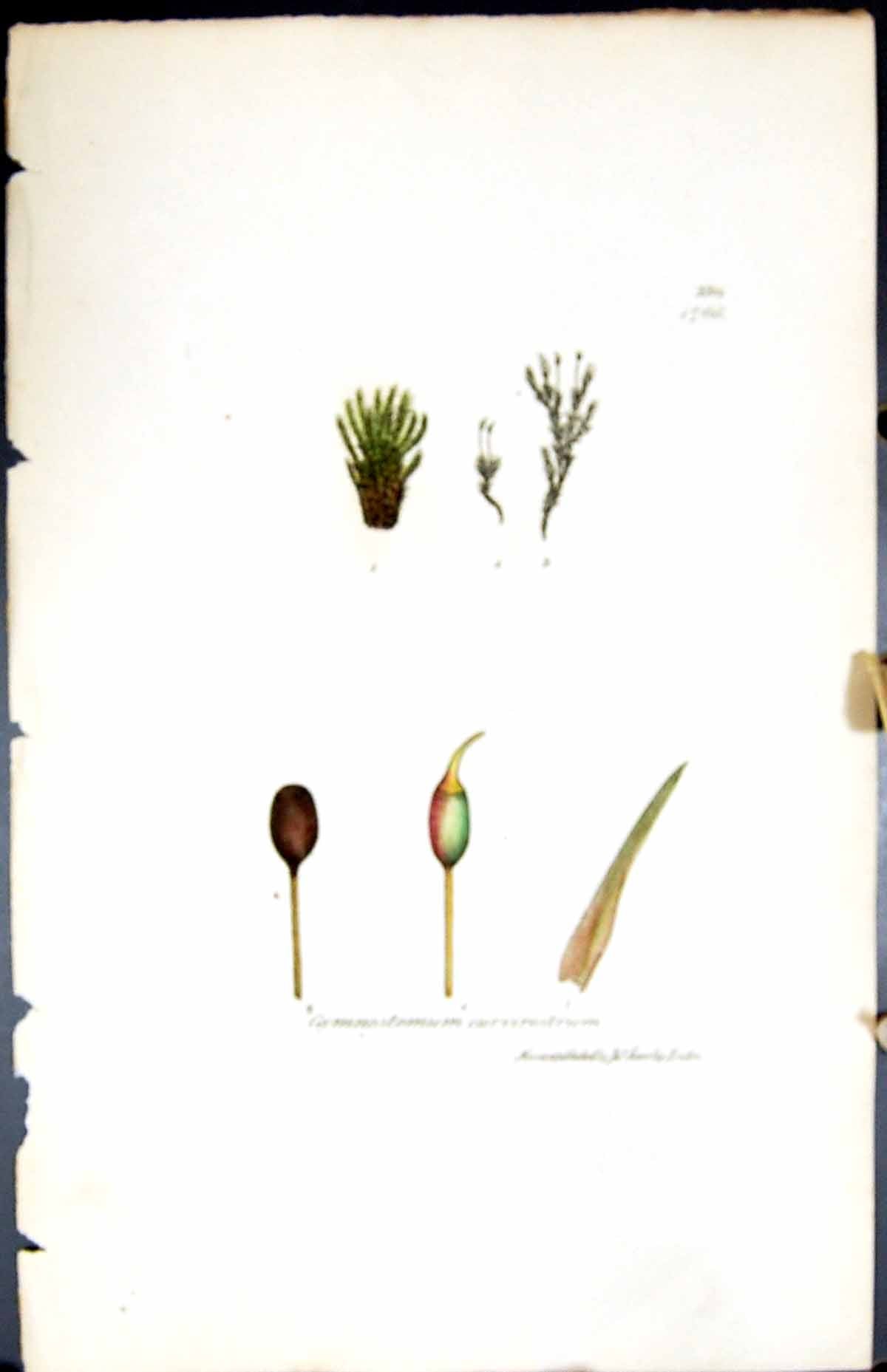 Old Gymnostomum Curvirostrum British Plants Botany 1847 Sowerby Smith Victorian