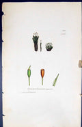 Antique Print Gymnostomum Rupestre British Plants Botany 1847 Sowerby Smith