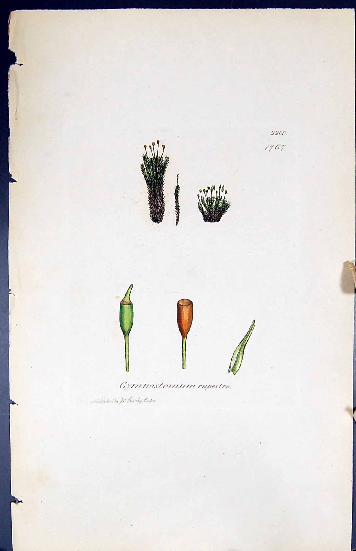 Antique Print Gymnostomum Rupestre British Plants Botany 1847 Sowerby Smith