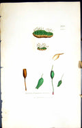 Antique Old Print Gymnostomum Ovatum British Plants Botany 1847 Sowerby Smith
