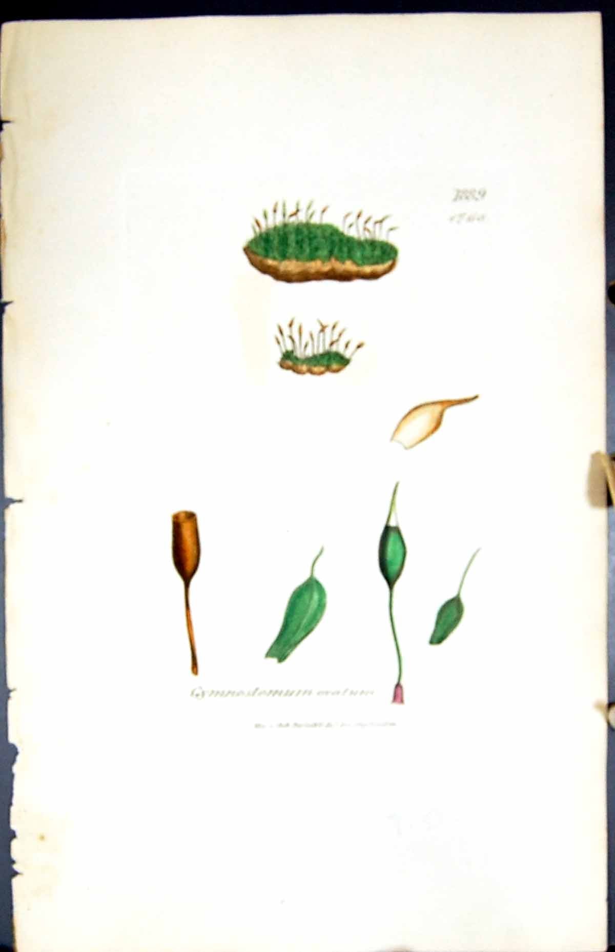 Antique Old Print Gymnostomum Ovatum British Plants Botany 1847 Sowerby Smith