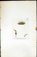 Old Gymnostomum Truncatulum British Plants Botany 1847 Sowerby Smith Victorian