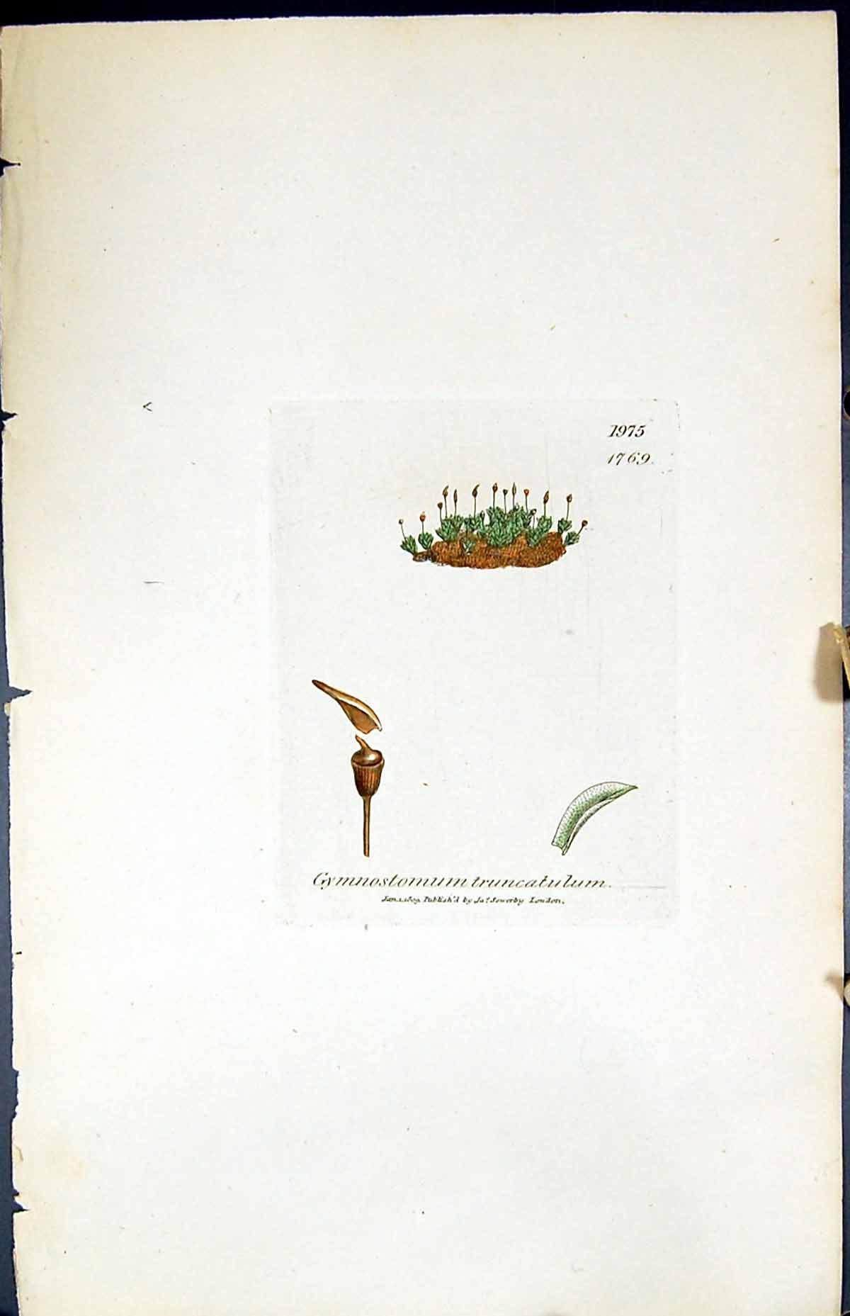 Old Gymnostomum Truncatulum British Plants Botany 1847 Sowerby Smith Victorian
