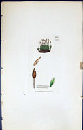 Old Gymnostomum Intermedium British Plants Botany 1847 Sowerby Smith Victorian