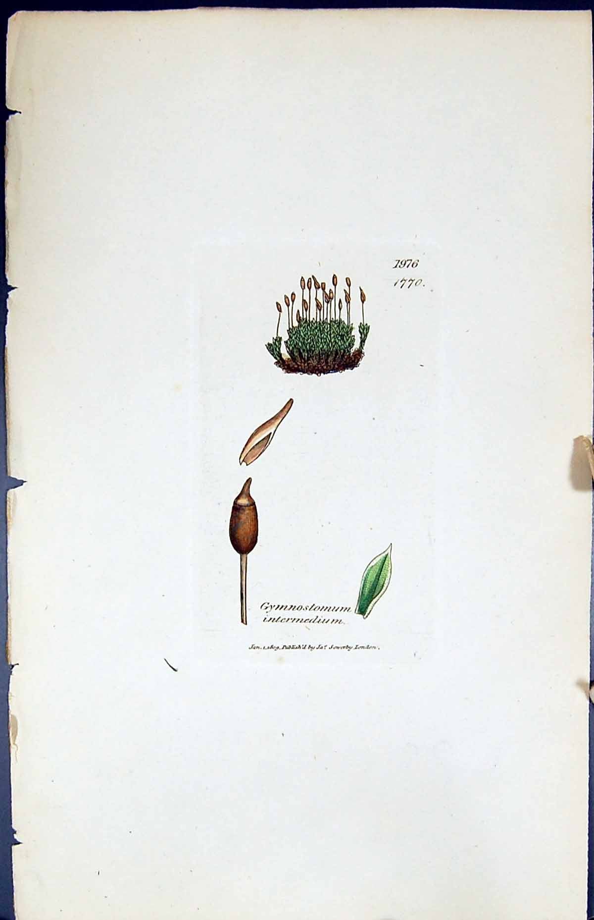 Old Gymnostomum Intermedium British Plants Botany 1847 Sowerby Smith Victorian