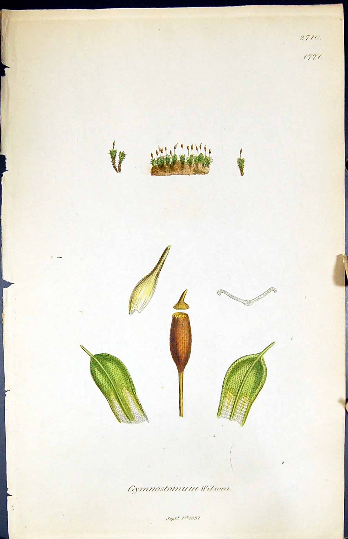 Antique Print Gymnostomum Wilsoni British Plants Botany 1847 Sowerby Smith 19th