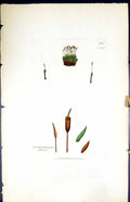 Antique Old Print Gymnostomum Heimii British Plants Botany 1847 Sowerby Smith