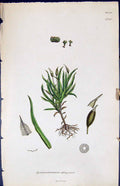 Antique Print Gymnostomum Obliquum British Plants Botany 1847 Sowerby Smith