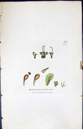 Old Oedipodium Griffithianum British Plants Botany 1847 Sowerby Smith Victorian