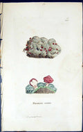 Antique Old Print Boeomyces Roseus British Plants Botany 1843 Sowerby Smith