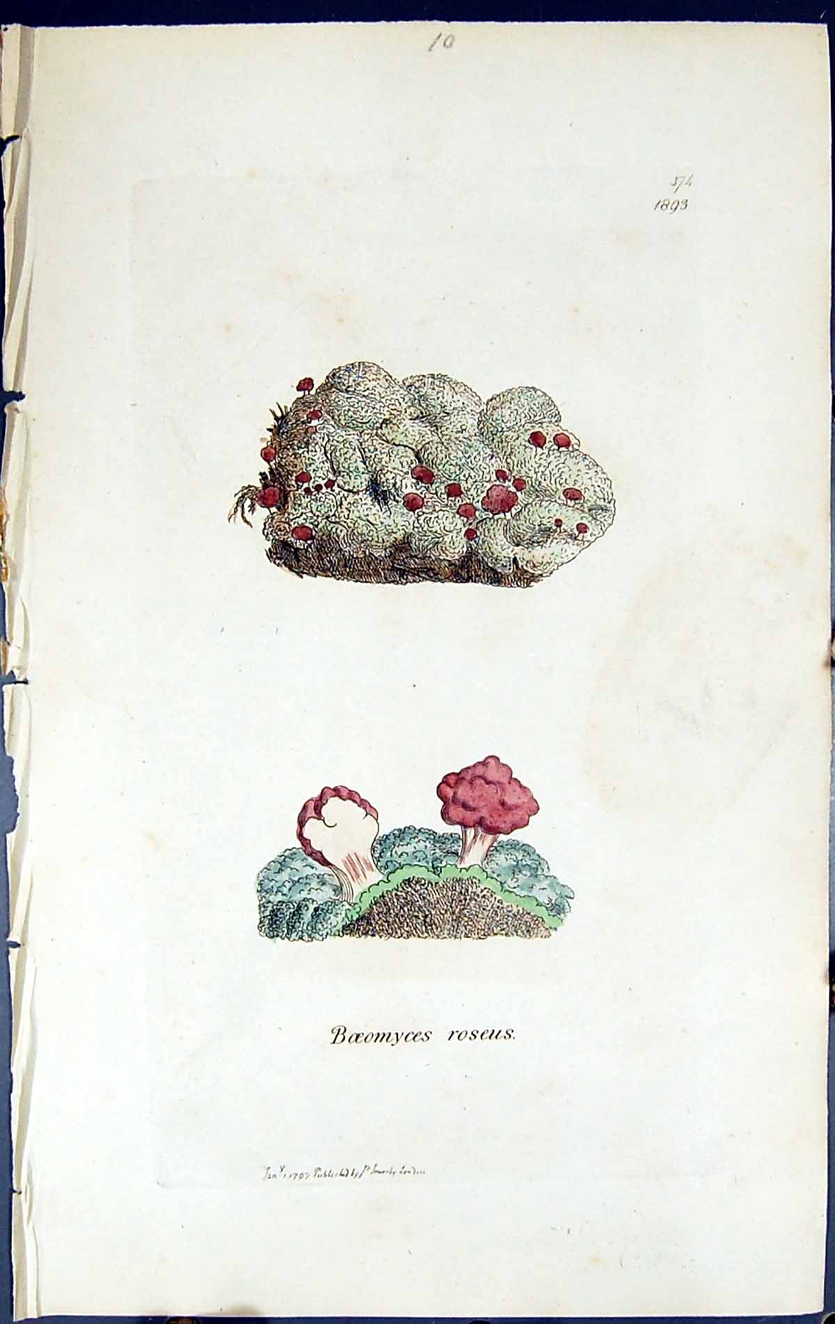 Antique Old Print Boeomyces Roseus British Plants Botany 1843 Sowerby Smith