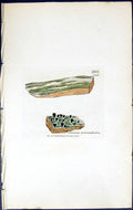 Old Print Calicium Microcephalon British Plants Botany 1843 Sowerby Smith 19th