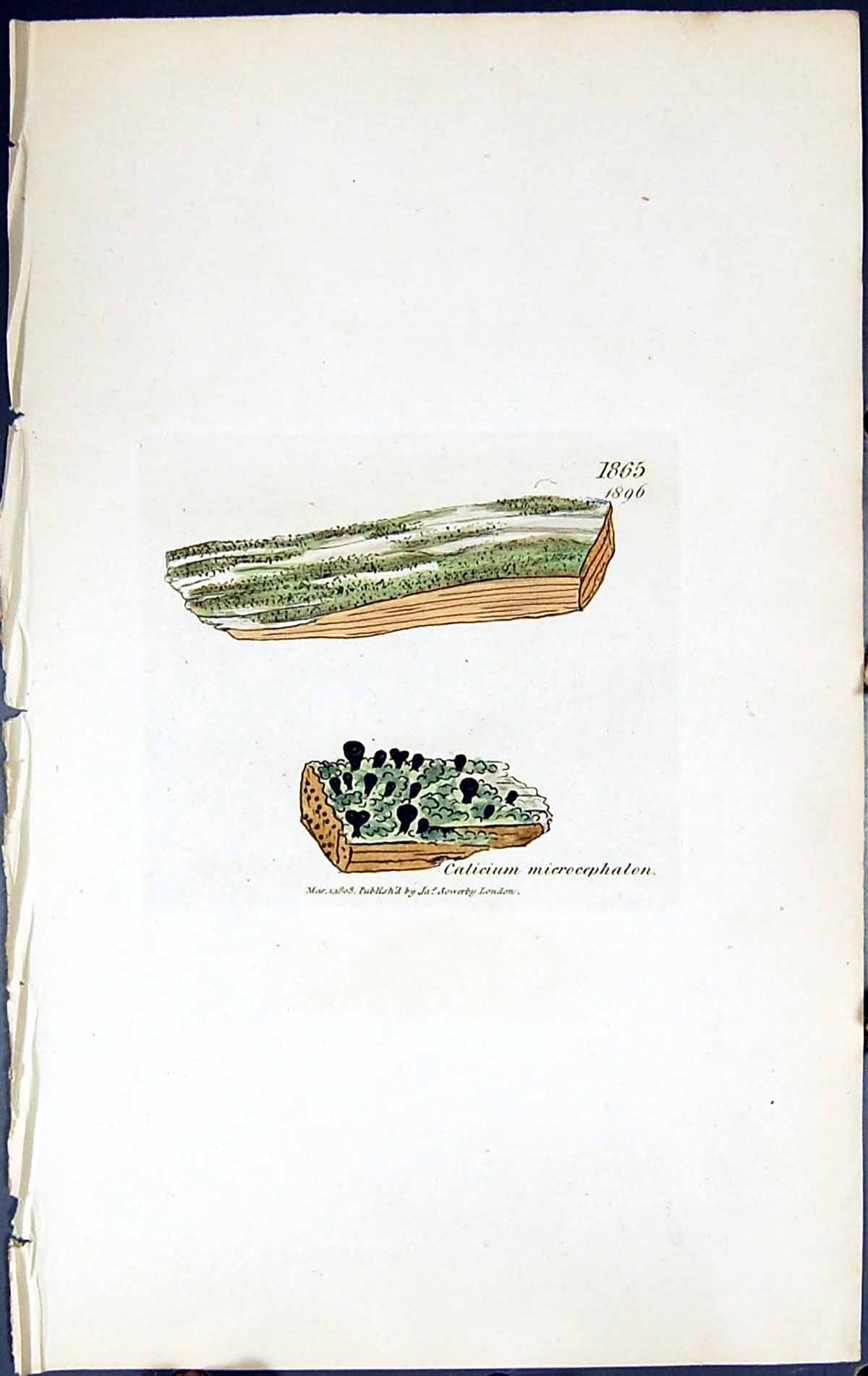 Old Print Calicium Microcephalon British Plants Botany 1843 Sowerby Smith 19th