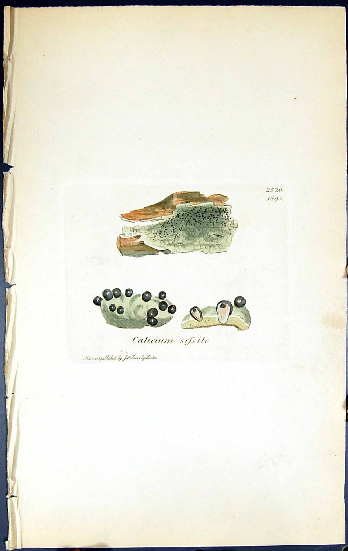 Antique Old Print Calicium Sessile British Plants Botany 1843 Sowerby Smith