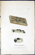 Antique Print Calicium Tympanellum British Plants Botany 1843 Sowerby Smith