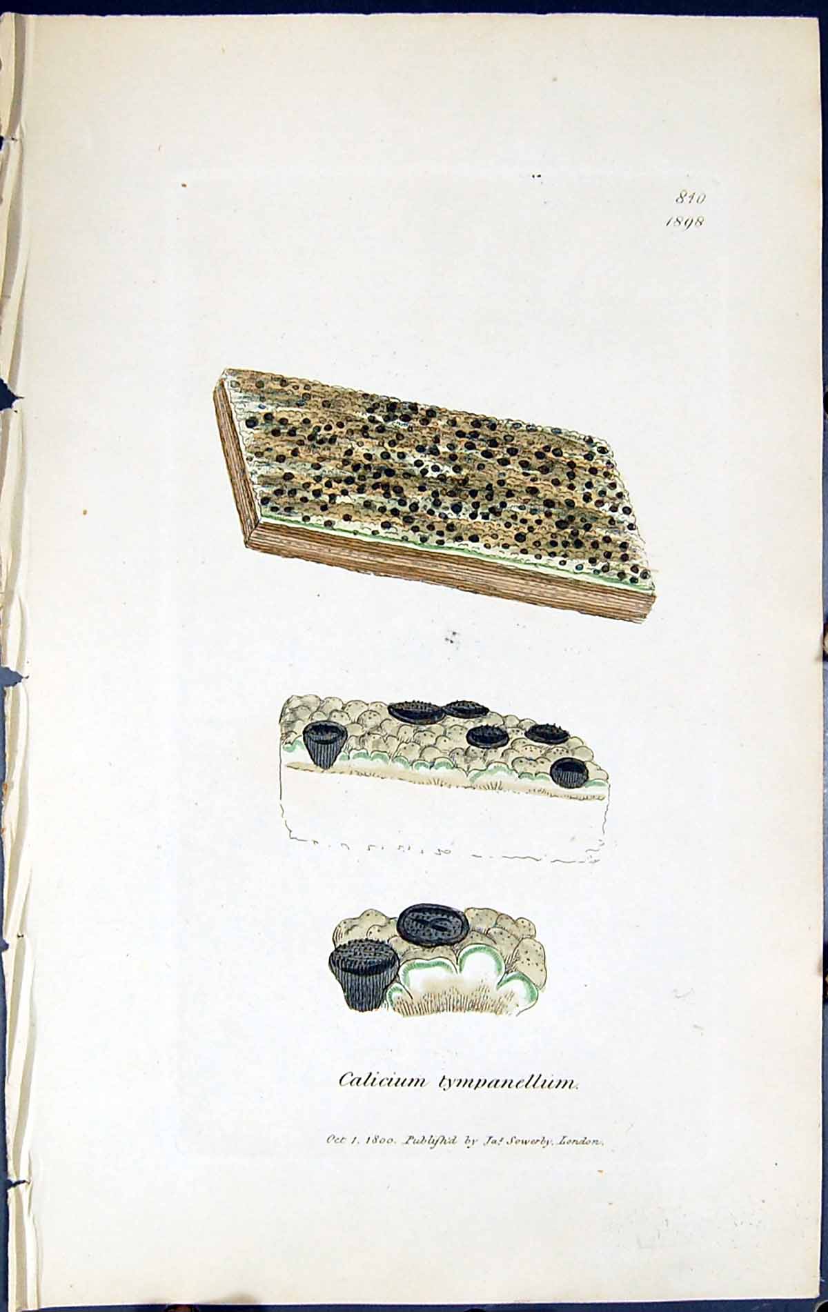 Antique Print Calicium Tympanellum British Plants Botany 1843 Sowerby Smith
