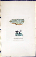 Antique Old Print Calicium Clavellum British Plants Botany 1843 Sowerby Smith