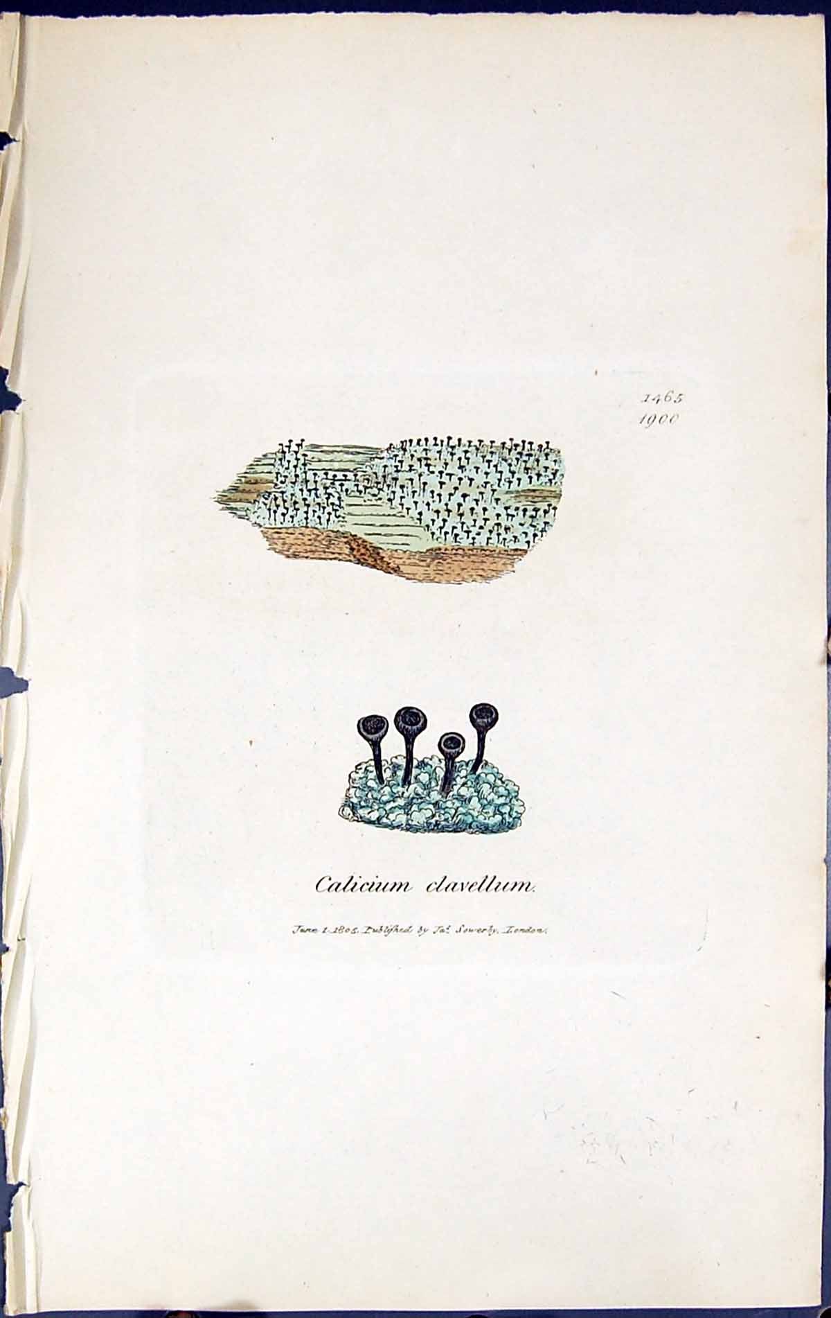 Antique Old Print Calicium Clavellum British Plants Botany 1843 Sowerby Smith
