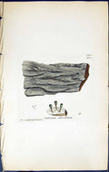Antique Print Calicium Chlorellum British Plants Botany 1843 Sowerby Smith 19th