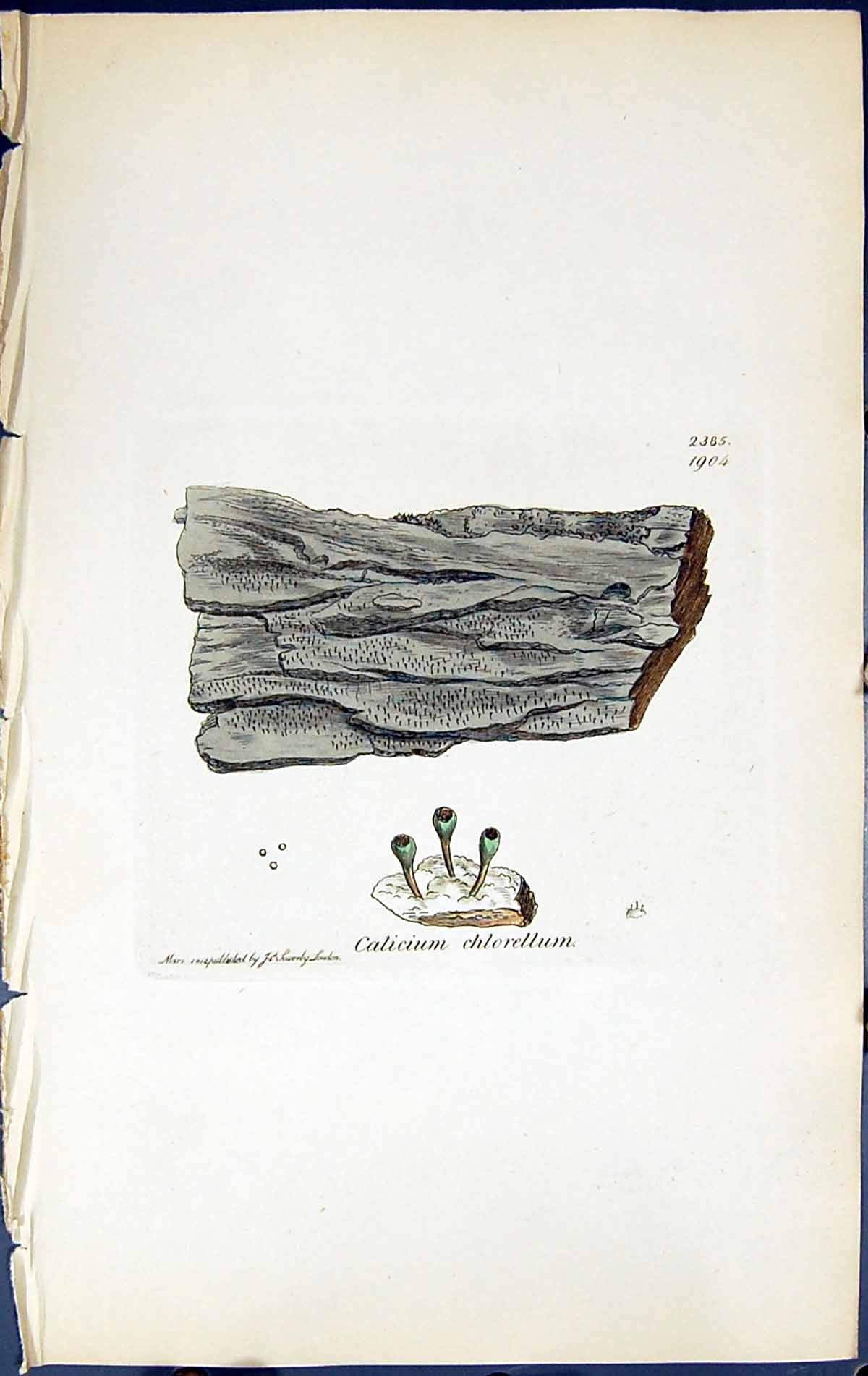 Antique Print Calicium Chlorellum British Plants Botany 1843 Sowerby Smith 19th