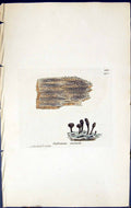 Antique Old Print Calicium Curtum British Plants Botany 1843 Sowerby Smith 19th