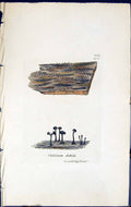 Antique Old Print Calicium Debile British Plants Botany 1843 Sowerby Smith 19th