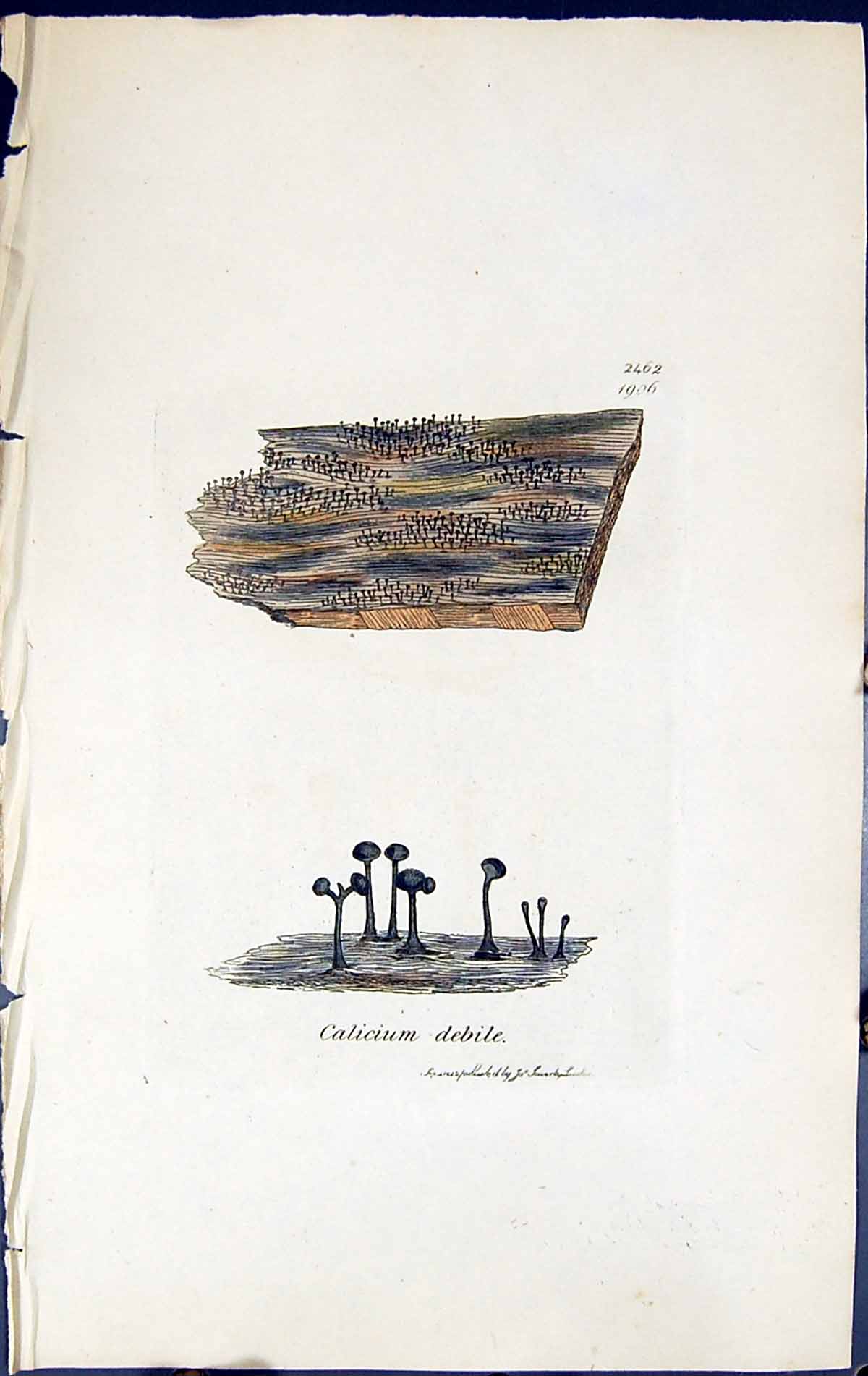 Antique Old Print Calicium Debile British Plants Botany 1843 Sowerby Smith 19th