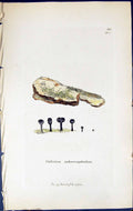Old Calicium Sphoerocephalum British Plants Botany 1843 Sowerby Smith Victorian
