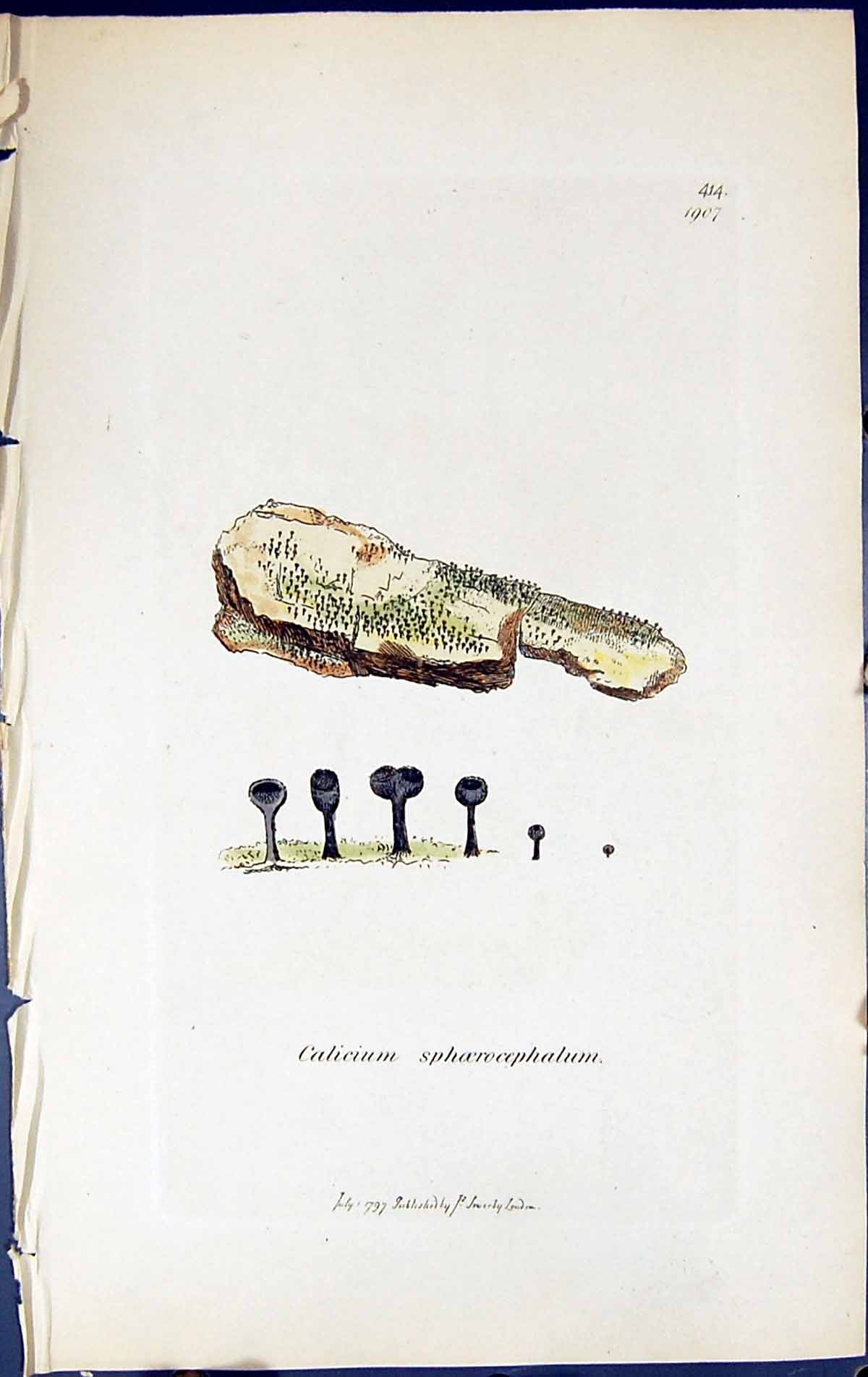 Old Calicium Sphoerocephalum British Plants Botany 1843 Sowerby Smith Victorian