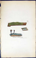 Antique Print Calicium Oeruginosum British Plants Botany 1843 Sowerby Smith