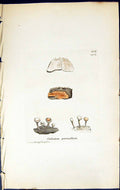 Antique Print Calicium Peronellum British Plants Botany 1843 Sowerby Smith 19th
