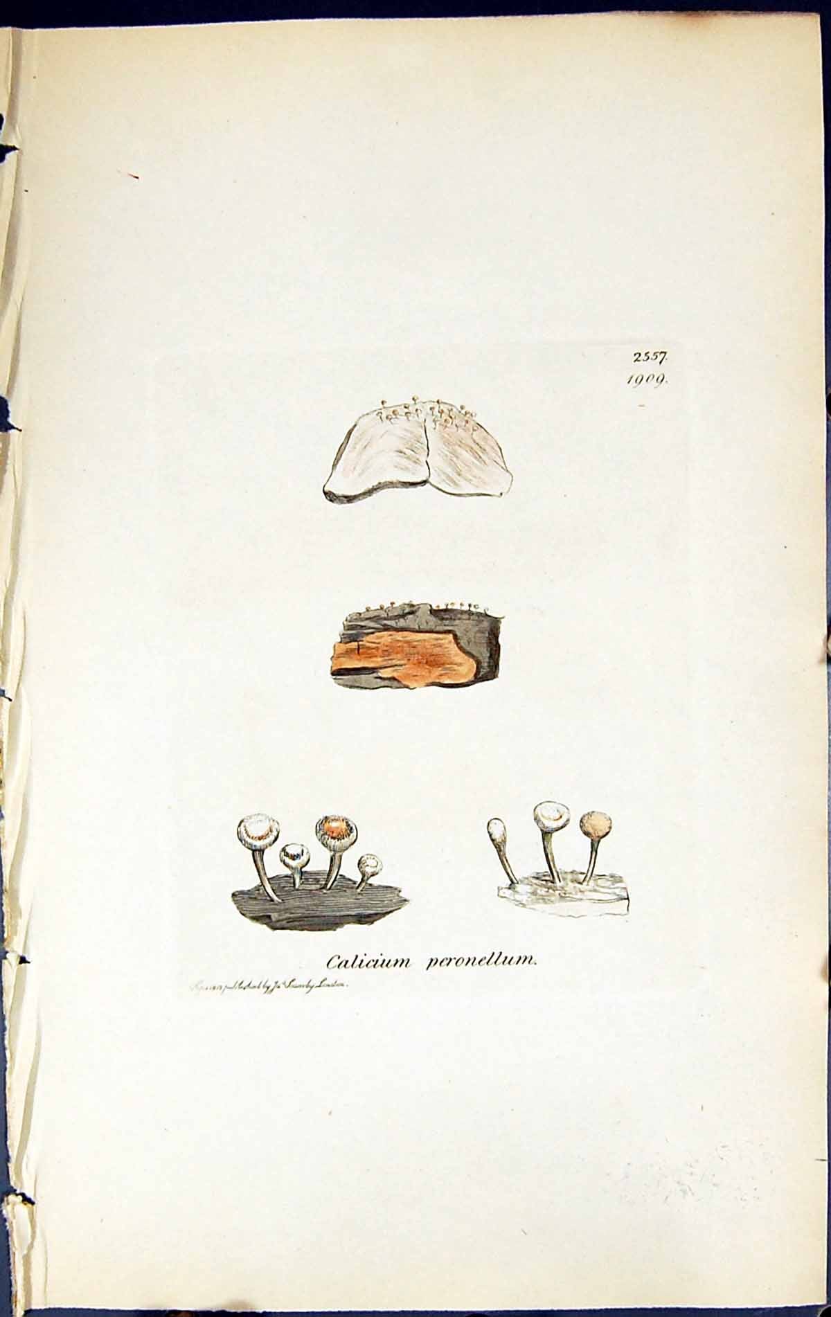 Antique Print Calicium Peronellum British Plants Botany 1843 Sowerby Smith 19th
