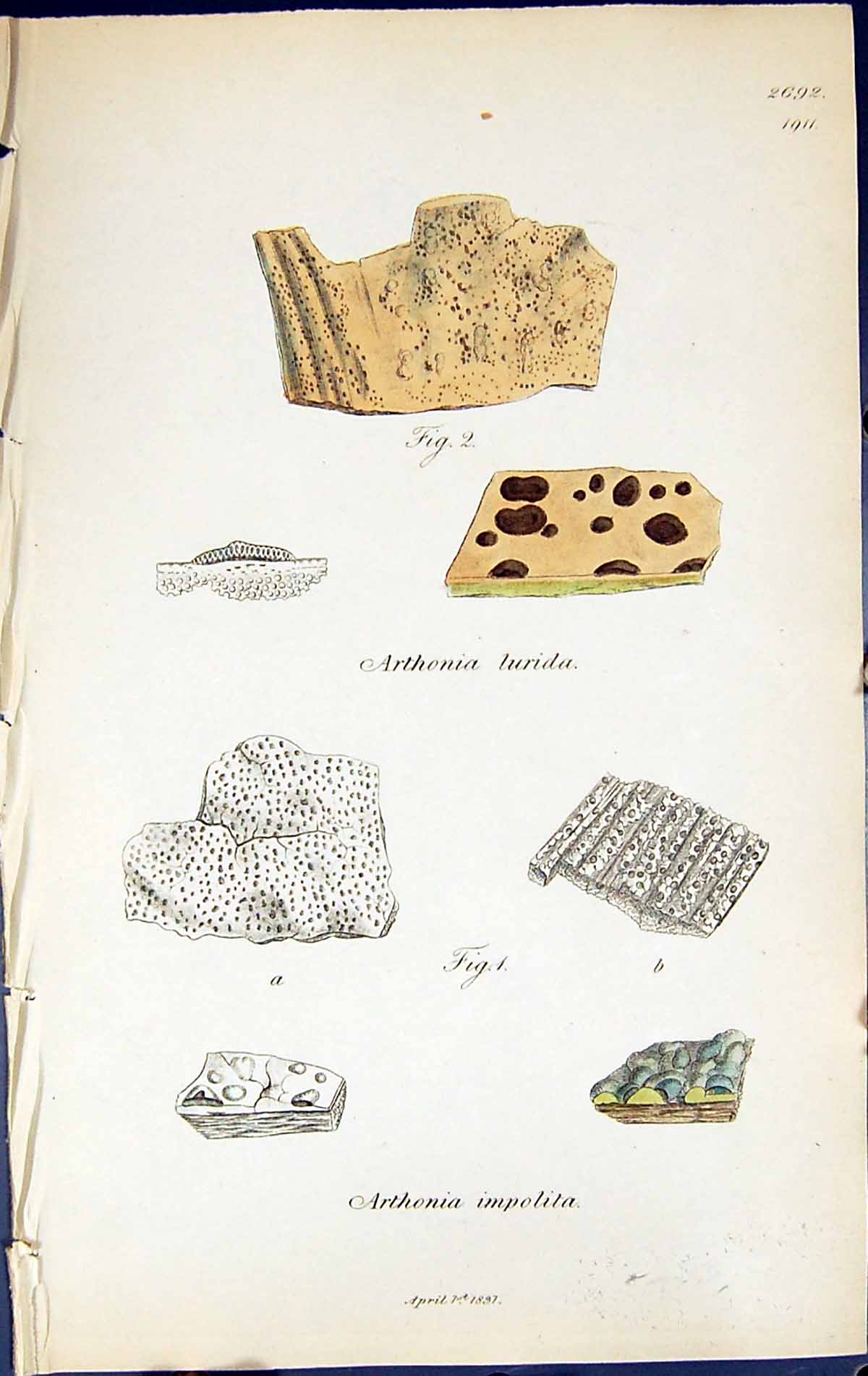 Antique Old Print Arthonia Impolita British Plants Botany 1843 Sowerby Smith