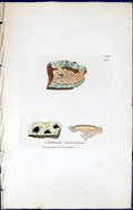 Antique Print Arthonia Swartziana British Plants Botany 1843 Sowerby Smith 19th