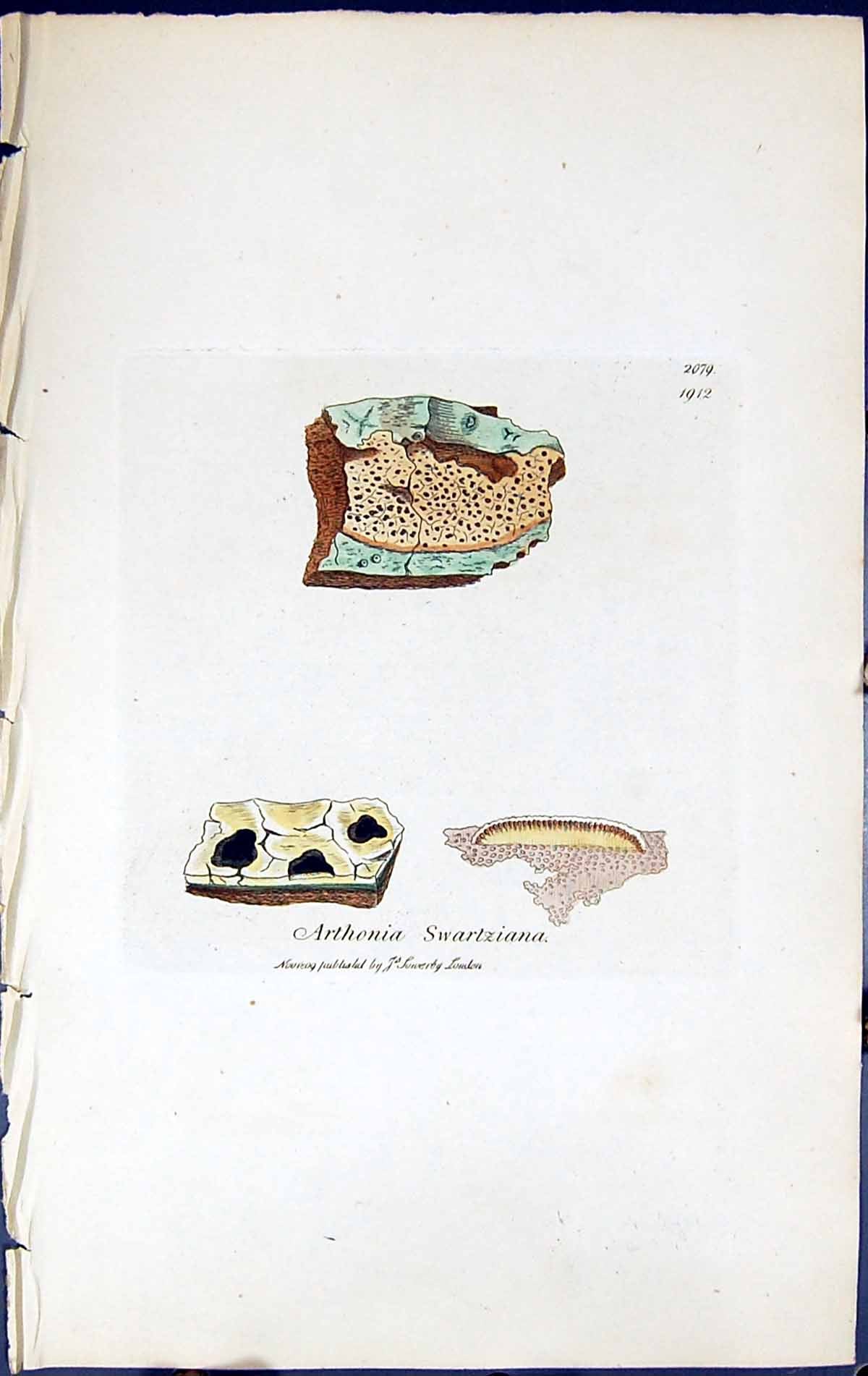 Antique Print Arthonia Swartziana British Plants Botany 1843 Sowerby Smith 19th