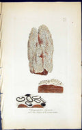 Antique Old Print Opegrapha Lyncea British Plants Botany 1843 Sowerby Smith
