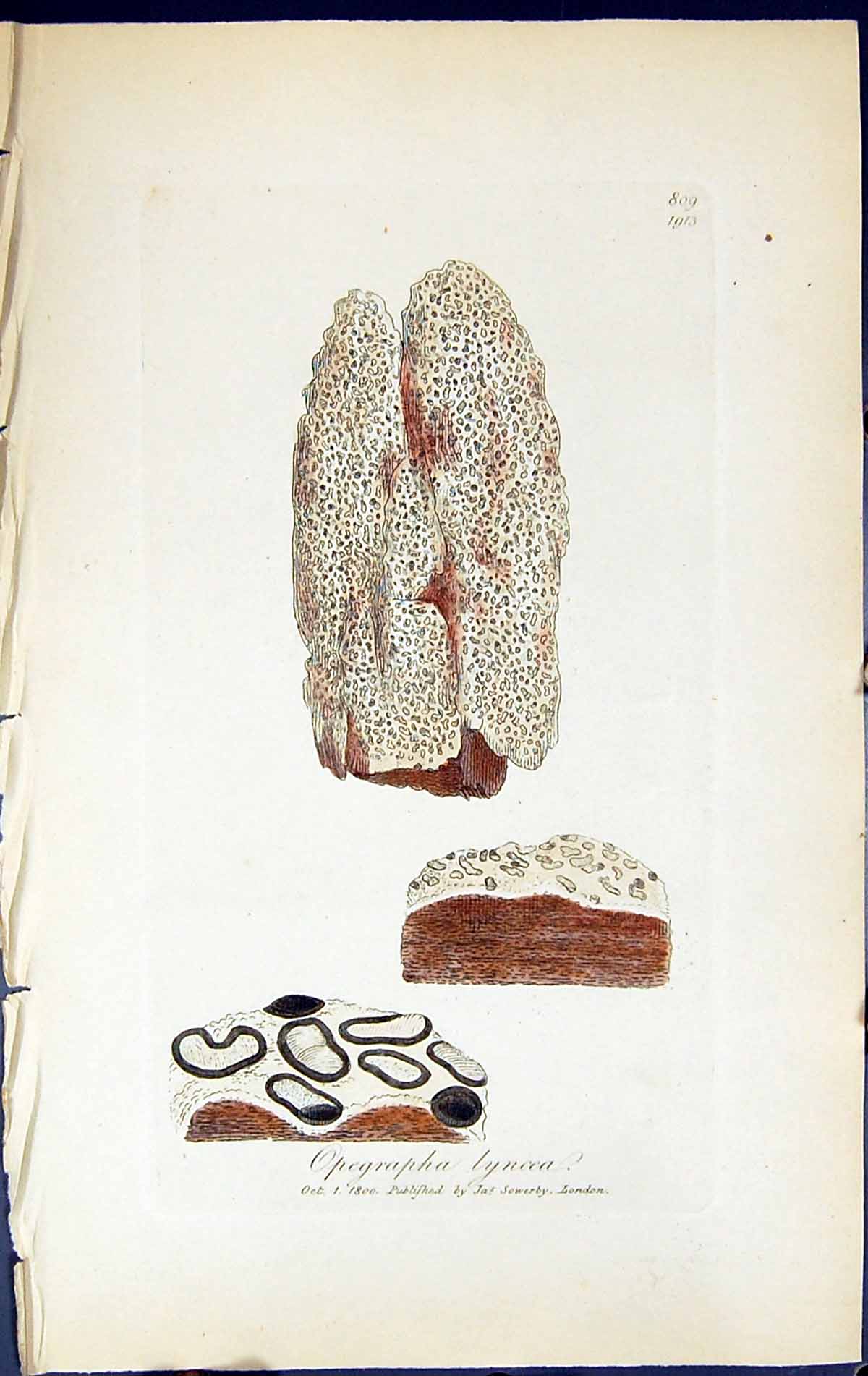 Antique Old Print Opegrapha Lyncea British Plants Botany 1843 Sowerby Smith