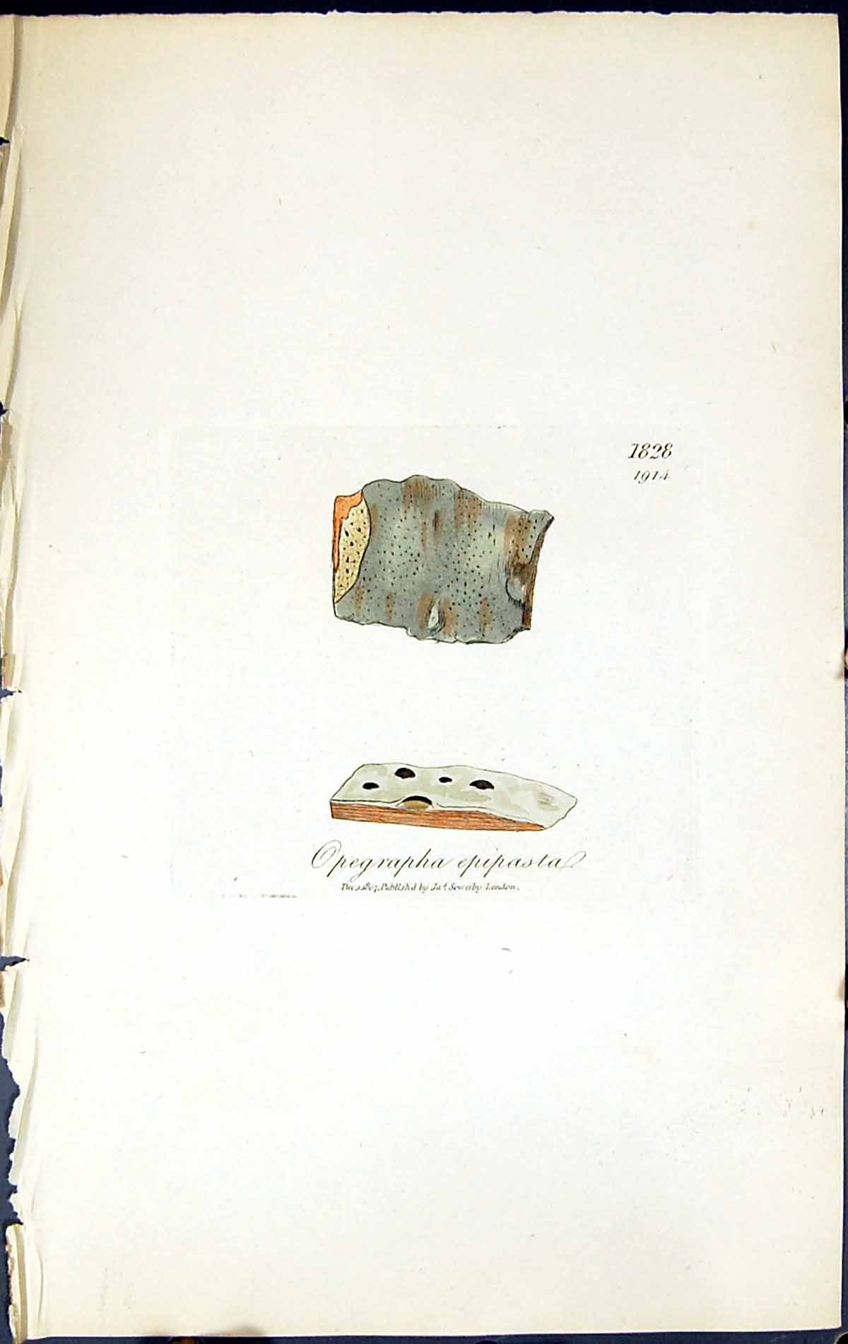 Antique Old Print Opegrapha Epipasta British Plants Botany 1843 Sowerby Smith