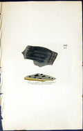 Old Opegrapha Microscopical British Plants Botany 1843 Sowerby Smith Victorian
