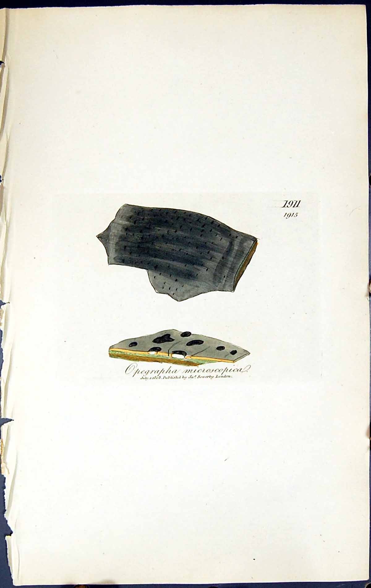 Old Opegrapha Microscopical British Plants Botany 1843 Sowerby Smith Victorian