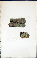 Antique Old Print Opegrapha Rubella British Plants Botany 1843 Sowerby Smith